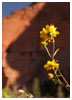 South Fork, Tayor Creek, Zion