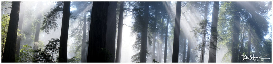Redwoods, California