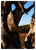 Twisted Forest, Utah