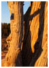 Twisted Forest, Utah